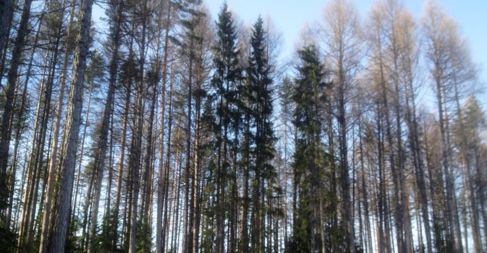 Lehtikuusi kasvaa puhtaassa luonnossa suomalaisessa metsässä.